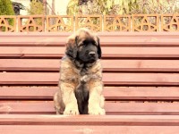 /album/fotogalerie-vrh-f/fido-lavicka-jpg2/